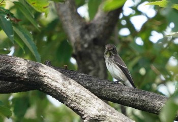 エゾビタキ 東京港野鳥公園 2022年9月17日(土)