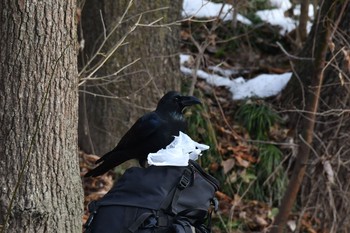 ハシブトガラス 秋ヶ瀬公園 2018年1月30日(火)