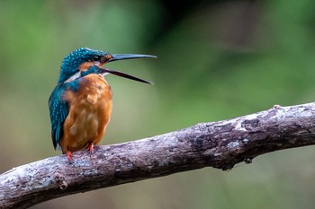 Common Kingfisher 横浜市 Sat, 9/17/2022