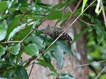Zebra Woodpecker