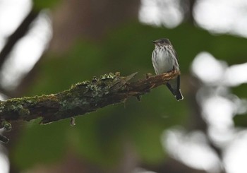 2022年9月17日(土) 山中湖の野鳥観察記録