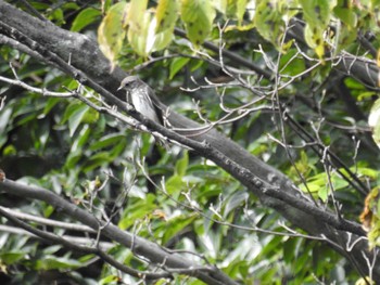 エゾビタキ 東京港野鳥公園 2022年9月17日(土)