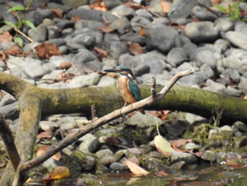 カワセミ 東京港野鳥公園 2022年9月17日(土)