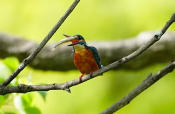 2022年9月17日(土) 千里南公園の野鳥観察記録