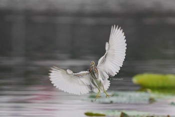 アカガシラサギ 中国広東省 2019年9月15日(日)