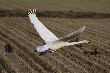 2012年11月28日(水) 伊豆沼の野鳥観察記録