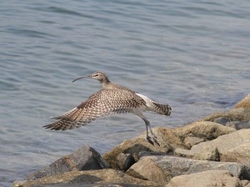 Eurasian Whimbrel 雲出川河口 Mon, 4/29/2013