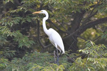 ダイサギ 秋ヶ瀬公園 2022年9月12日(月)