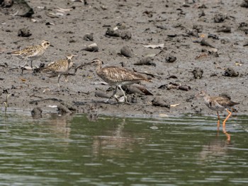 Sat, 9/17/2022 Birding report at Sungei Buloh Wetland Reserve