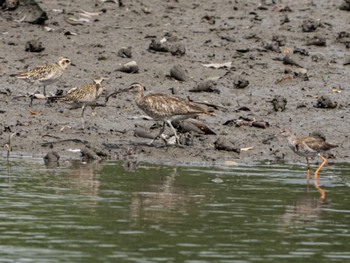 チュウシャクシギ Sungei Buloh Wetland Reserve 2022年9月17日(土)