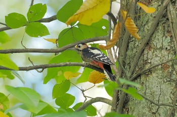 Sat, 9/17/2022 Birding report at Togakushi Forest Botanical Garden