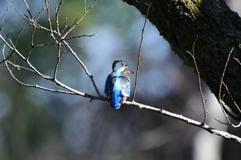 カワセミ 秋ヶ瀬公園(ピクニックの森) 2021年12月12日(日)