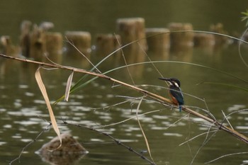 Common Kingfisher 都内市街地 Sat, 9/17/2022