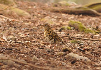 White's Thrush Nara Park Sat, 2/3/2018