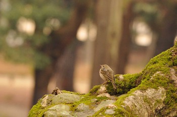 Olive-backed Pipit Nara Park Sat, 2/3/2018