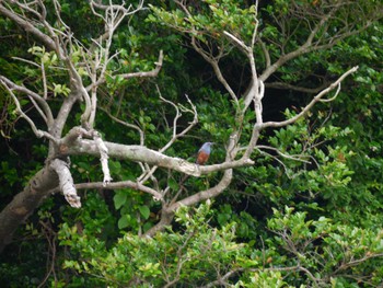 Blue Rock Thrush 猿島 Wed, 6/8/2022