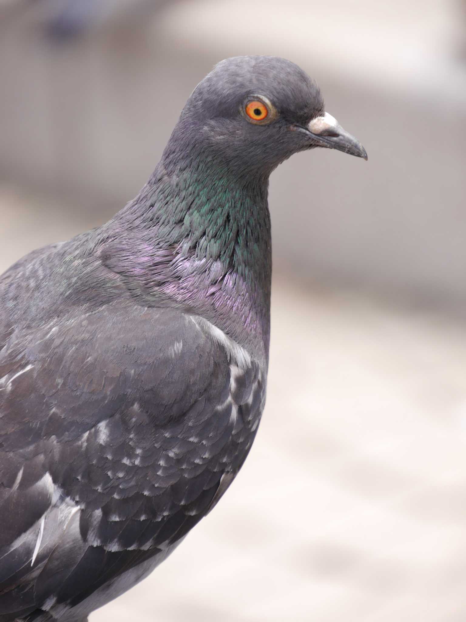 Photo of Rock Dove at ヴェルニー公園 by chiba