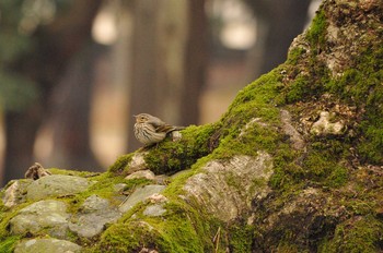 ビンズイ 奈良公園 2018年2月3日(土)