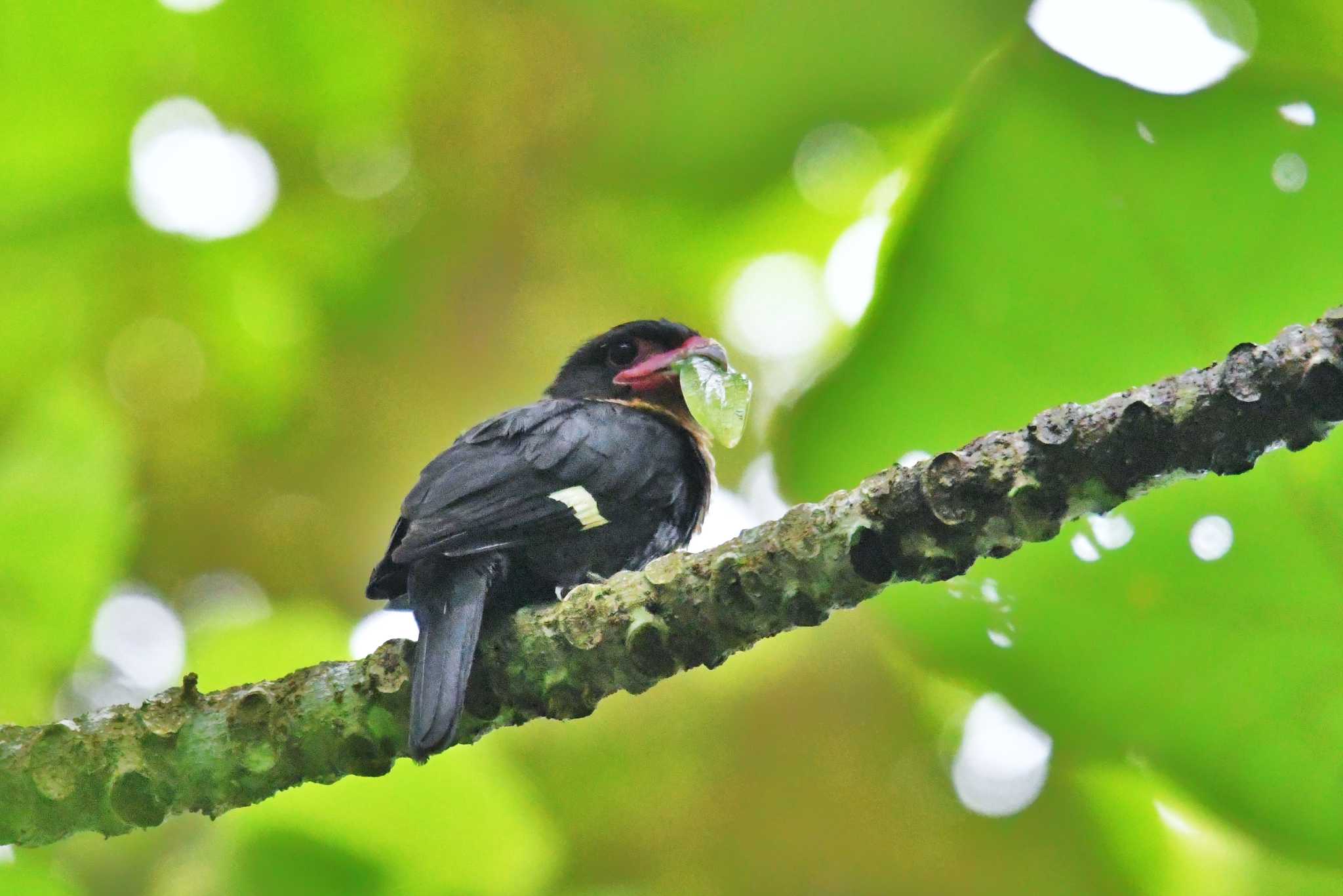 Photo of Dusky Broadbill at Kaeng Krachan National Park by あひる