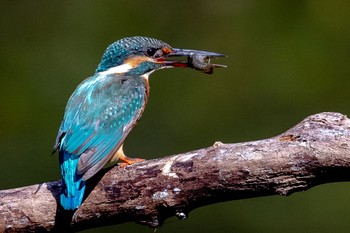 Common Kingfisher 横浜市 Sat, 9/17/2022