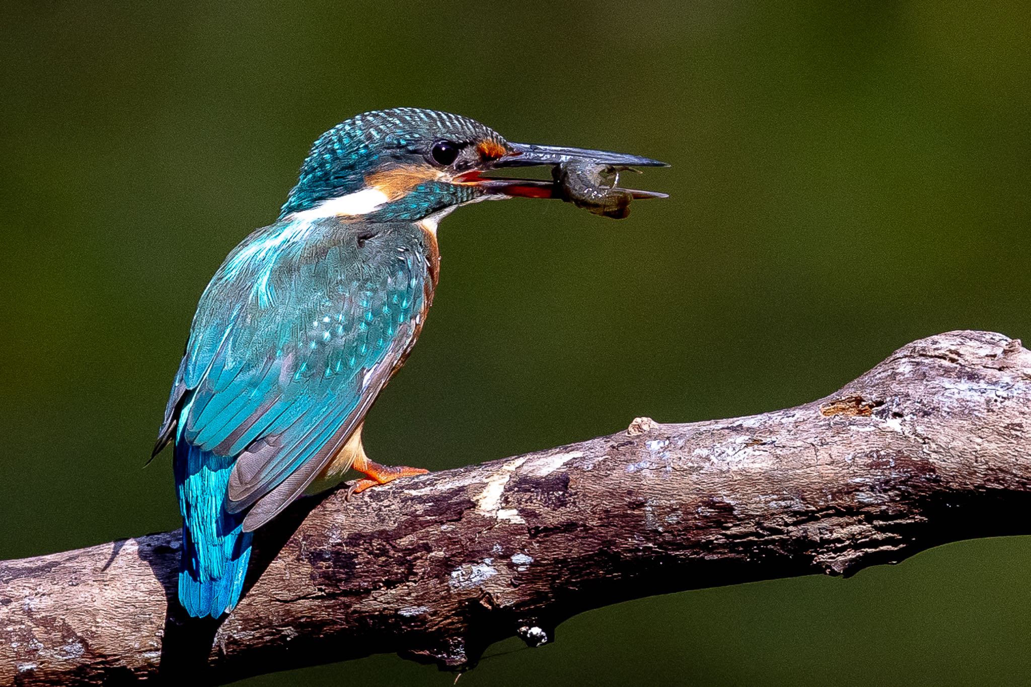 Photo of Common Kingfisher at 横浜市 by 🐦Toshi🐧