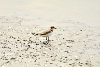 2022年9月17日(土) 伊佐沼の野鳥観察記録