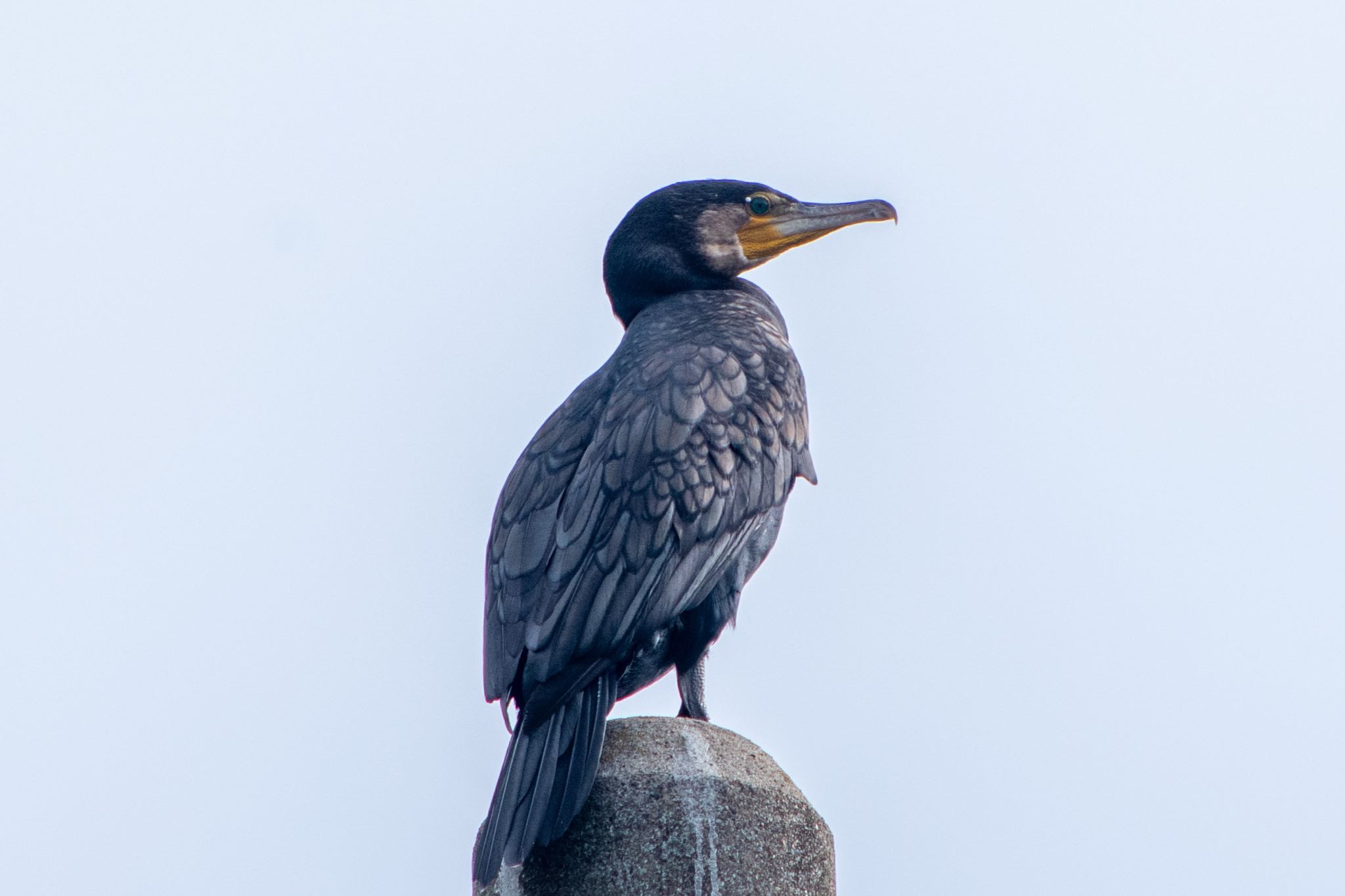 Photo of Great Cormorant at 静岡県 by はる