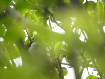 Japanese Bush Warbler 赤城山 Fri, 5/20/2022