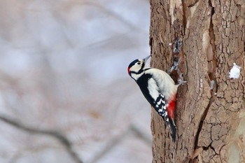 エゾアカゲラ 場所が不明 2018年1月24日(水)