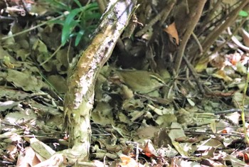 2022年9月16日(金) 鶴舞公園(名古屋)の野鳥観察記録