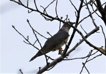 2022年9月17日(土) 庄内緑地公園の野鳥観察記録