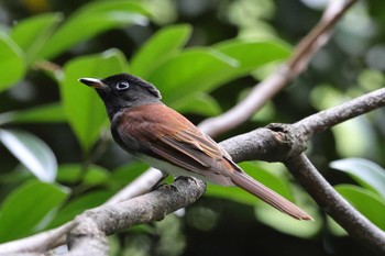 2022年9月17日(土) 大阪城公園の野鳥観察記録