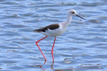 2022年9月17日(土) 土留木川河口(東海市)の野鳥観察記録