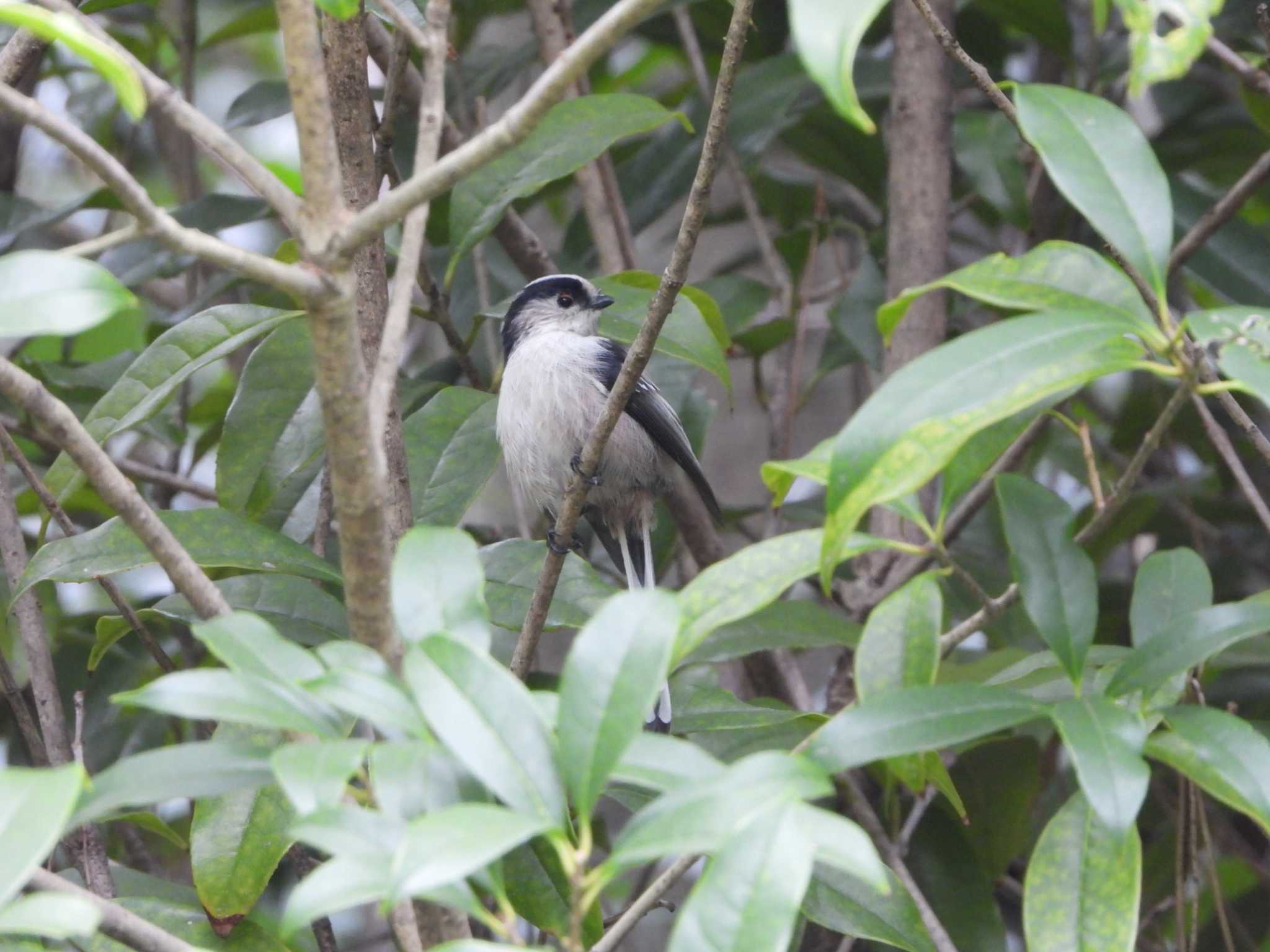 Long-tailed Tit