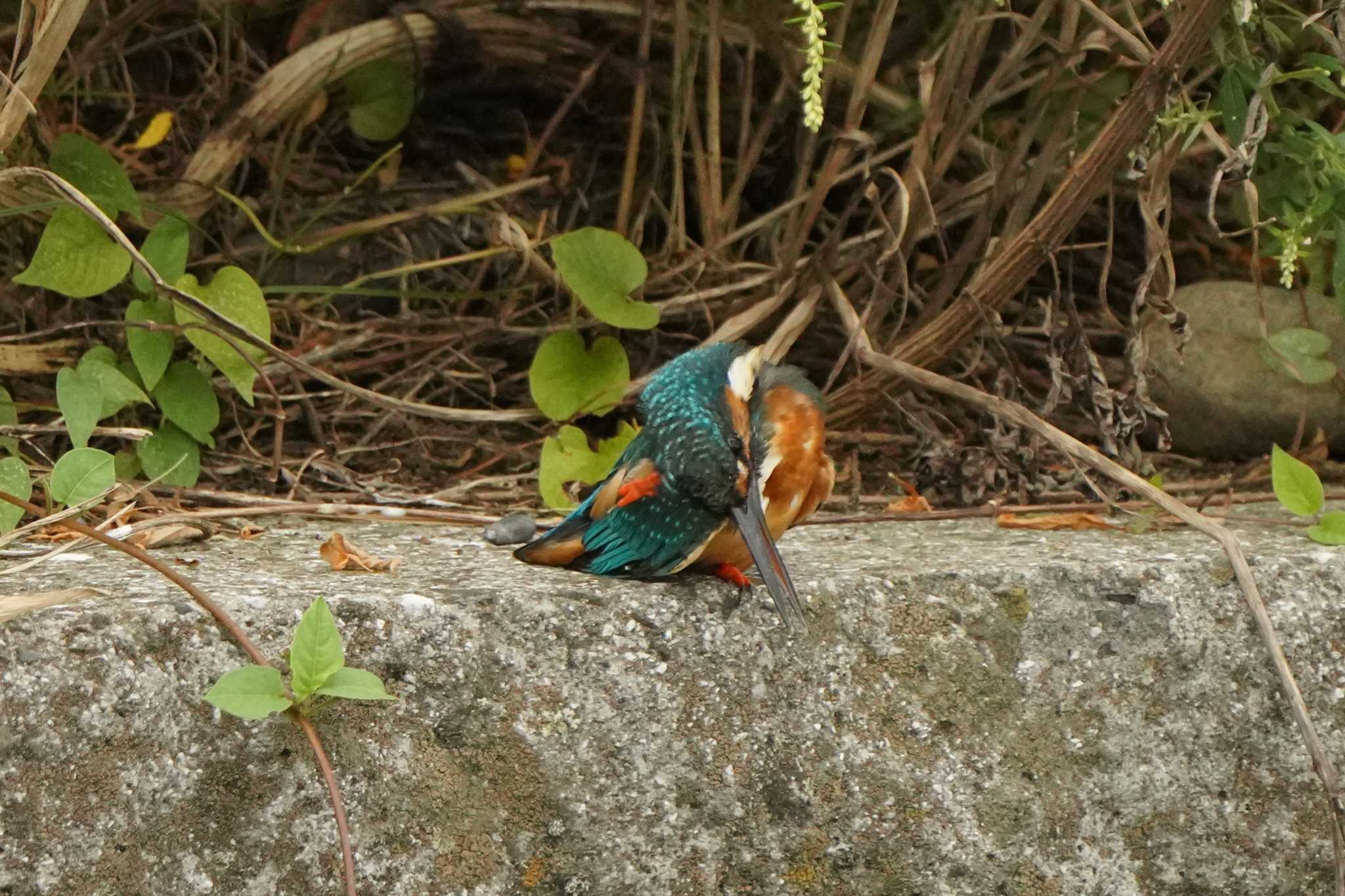 Photo of Common Kingfisher at 多摩川 by ace