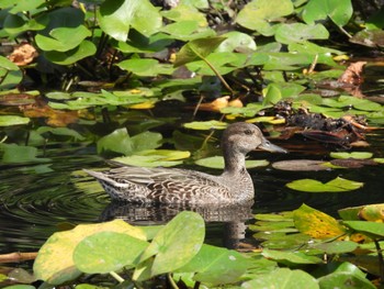 Eurasian Teal 本牧市民・臨海公園 Sat, 9/17/2022