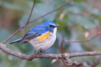 Red-flanked Bluetail Unknown Spots Sat, 2/3/2018