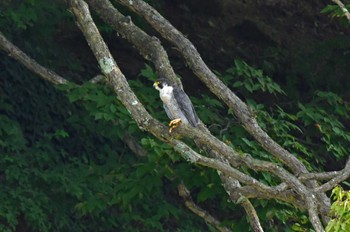 ハヤブサ 青葉山公園 2022年9月17日(土)