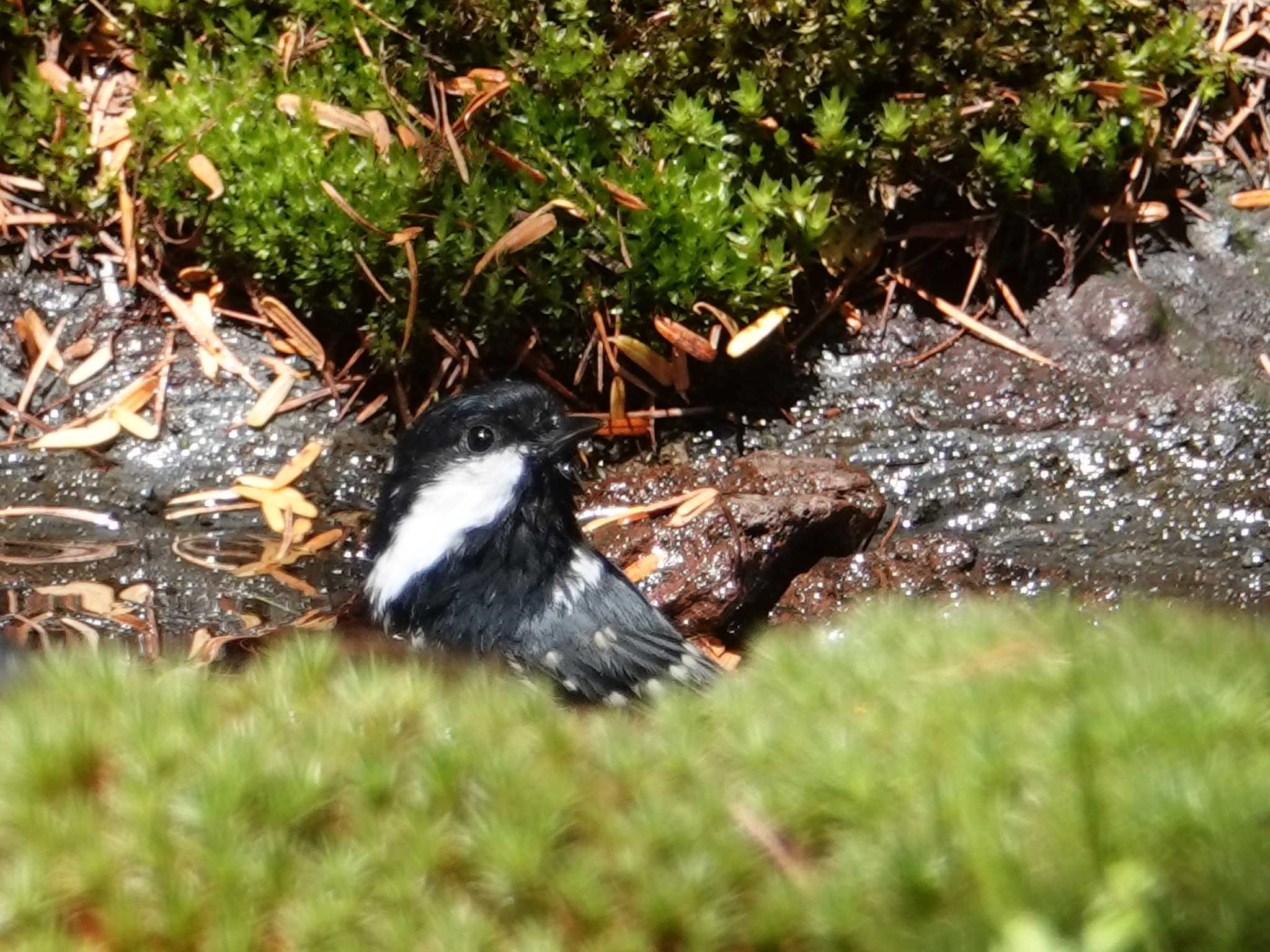 Coal Tit