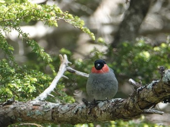 ウソ 奥庭荘(富士山) 2022年9月16日(金)