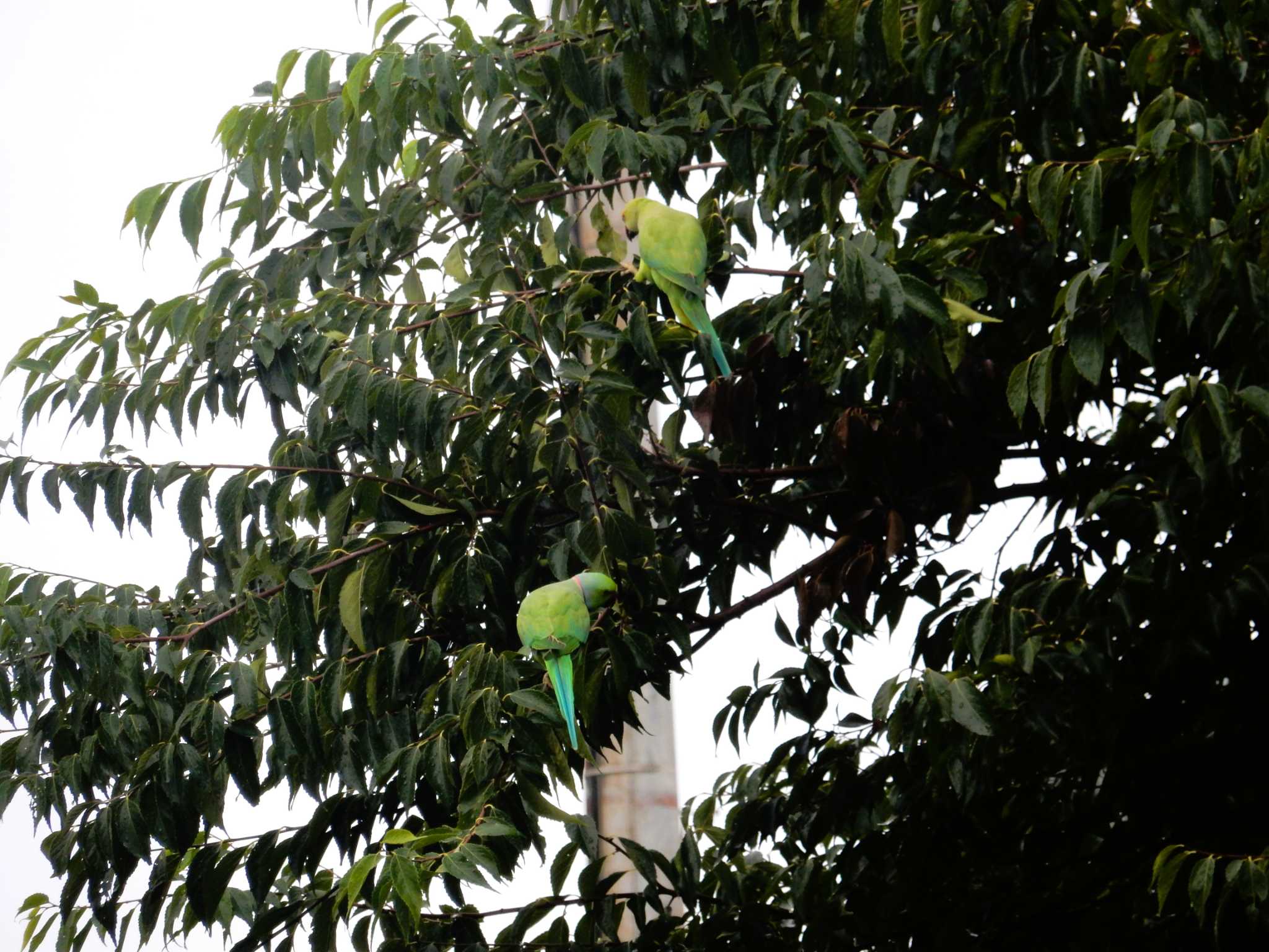 ワカケホンセイインコ