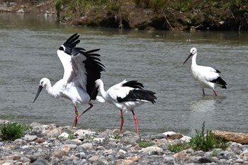 コウノトリ 長浜市 2022年9月10日(土)