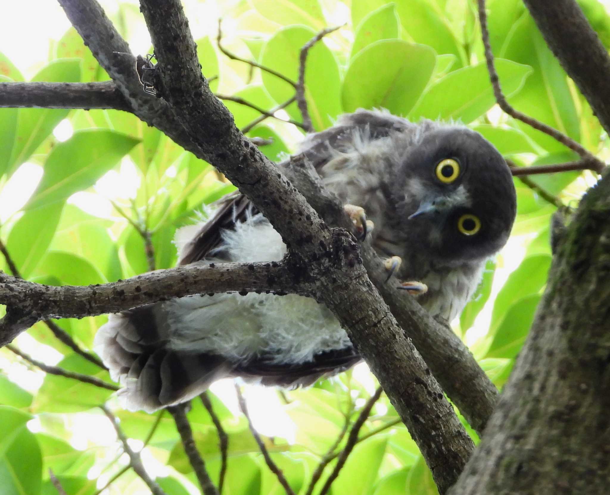  アオバズクの写真 by サジタリウスの眼