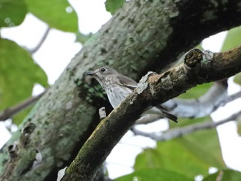 Grey-streaked Flycatcher みどりーな Sun, 9/18/2022