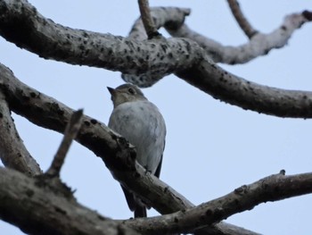 Asian Brown Flycatcher みどりーな Sun, 9/18/2022