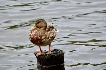 Mallard Nishioka Park Sun, 9/18/2022