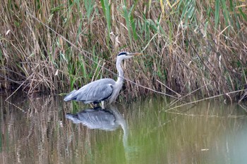 Grey Heron Nishioka Park Sun, 9/18/2022