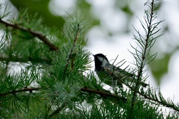 Japanese Tit Nishioka Park Sun, 9/18/2022