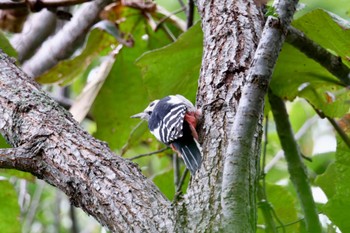 Great Spotted Woodpecker Nishioka Park Sun, 9/18/2022
