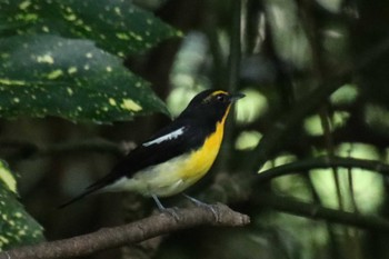 2022年9月18日(日) 京都御苑の野鳥観察記録